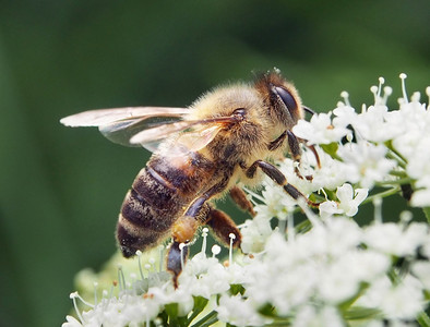 一只忙碌的蜜蜂在一朵花上采集花粉的特写镜头图片