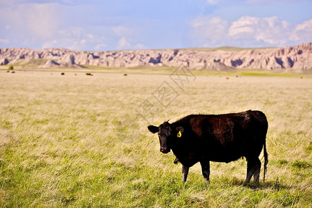 美国南达科他州草原上的牛群背景图片