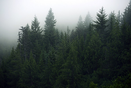有雾的森林奥林匹克山图片