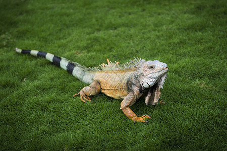 Iguana在南美洲厄瓜多尔瓜亚基尔背景图片