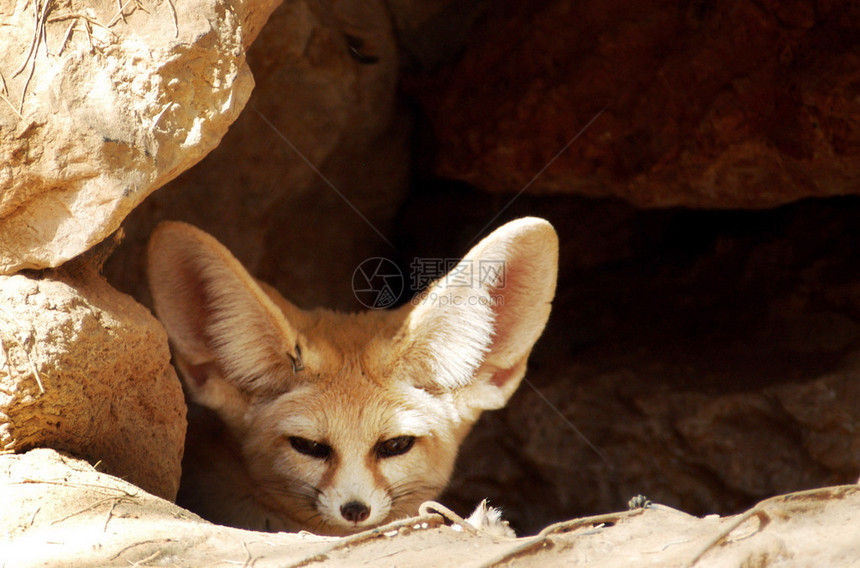 山洞里的阿富汗狐狸图片