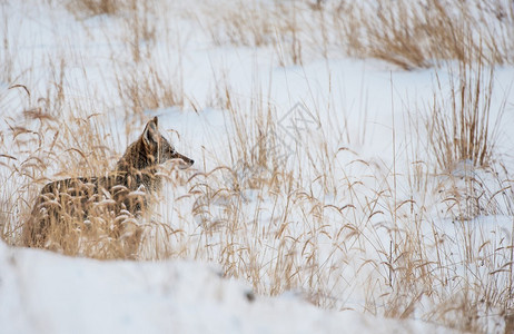 美国科罗拉多州冬季草原上的土狼由白雪和土图片