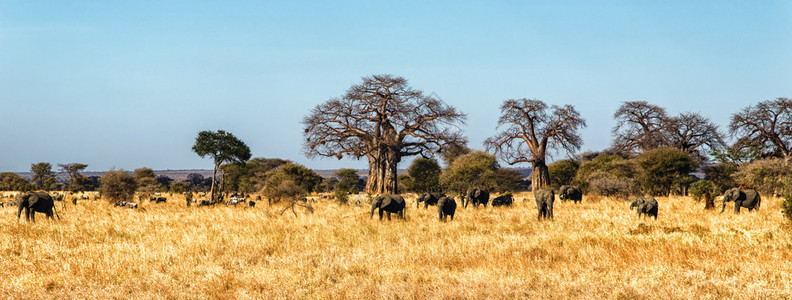 大象牧民在坦桑尼亚图片