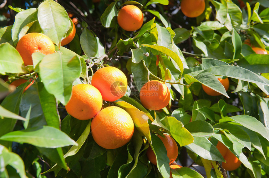 树上一串成熟的橙子图片