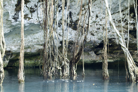 墨西哥的Cenote这些辛克洞是世界背景图片