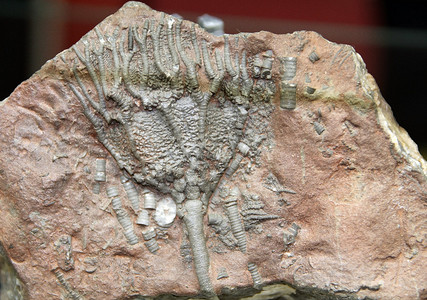 石头表面的化石海百合图片