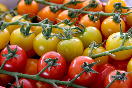 混合健康传统西红柿图片