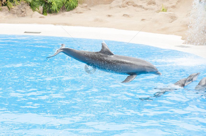 海豚在盐水池中游泳图片