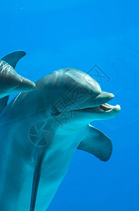 海豚头部的特写视图图片