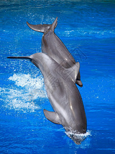海豚在游泳池里排成队形图片
