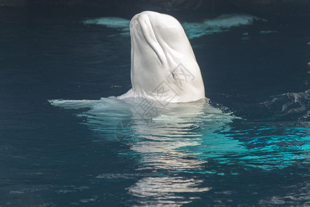 Beluga鲸白海豚的肖像同图片