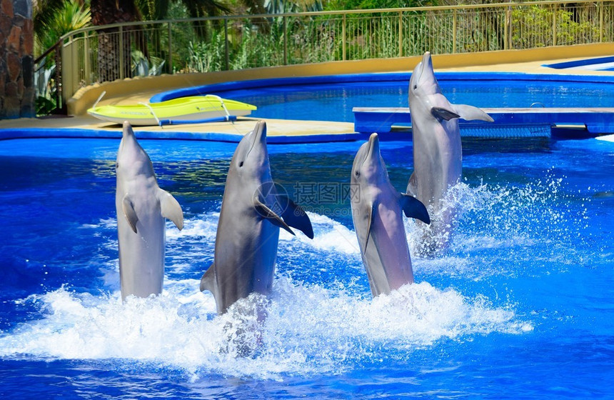 海豚表演期间的海豚图片