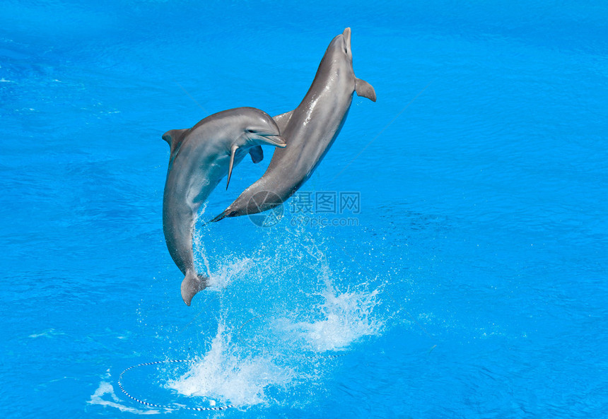 两只海豚跳进游泳池图片