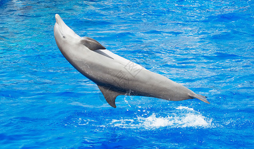 海豚在清澈湛蓝的大海中玩耍图片