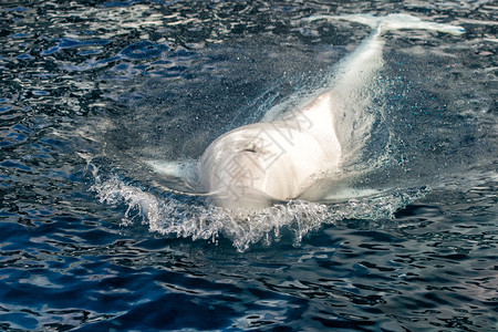 Beluga鲸白海豚的肖像同背景图片
