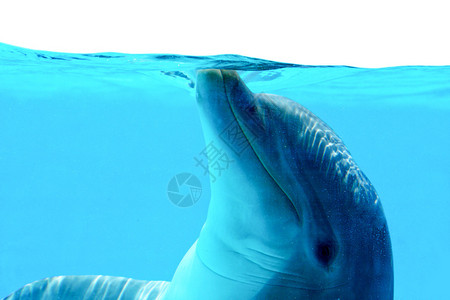 海洋生物海豚背景图片