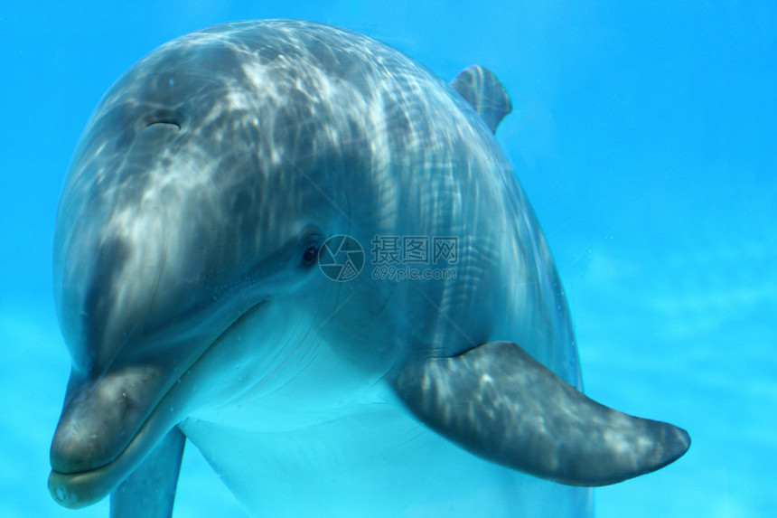 海洋生物海豚图片