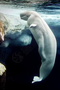 Beluga鲸鱼白海豚在水图片