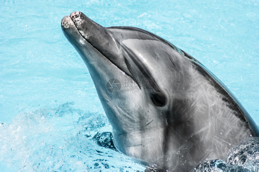 海豚在游泳池里游泳图片
