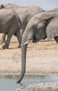 一部非洲大象在纳米比亚热带草原的一个水洞喝酒的肖图片