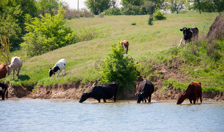 奶牛来到村里的湖边喝水图片