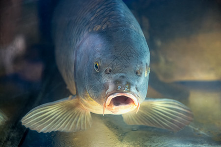 水族馆或养鱼场蓄水池或水库图片