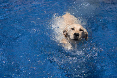 狗在室外游泳池游泳图片