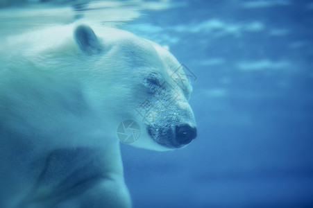 北极熊Ursus图片