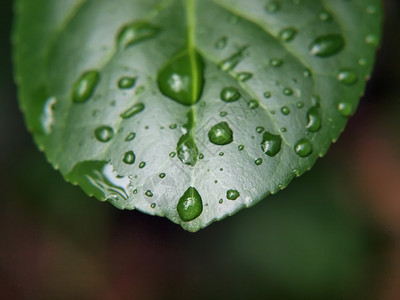 湿叶的宏观照片重点是水滴和包括复制空图片