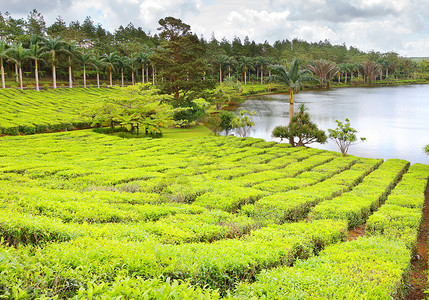 毛里求斯岛上最大的茶叶种植园BoisCheri湖热带农业图片