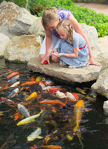 女人和女儿在池塘里喂鱼背景图片