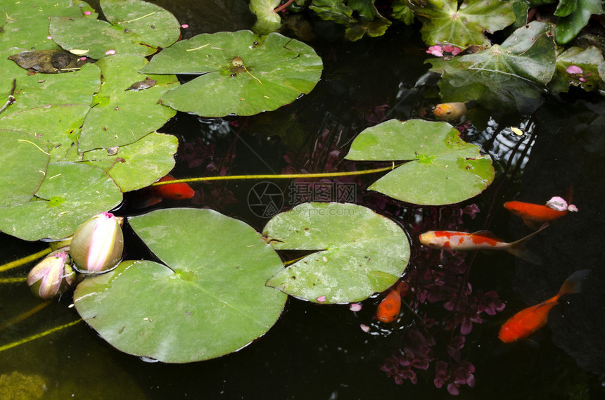 科伊或金鱼在池塘图片
