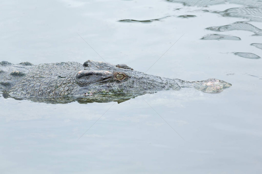 鳄鱼在河里游泳关闭图片