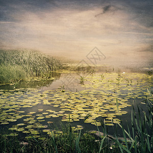 夕阳下满是睡莲的池塘图片