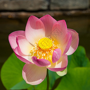 粉红色的莲花在池中绽放图片