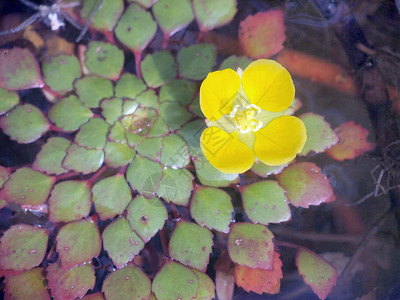 水面上的叶子和花朵图片