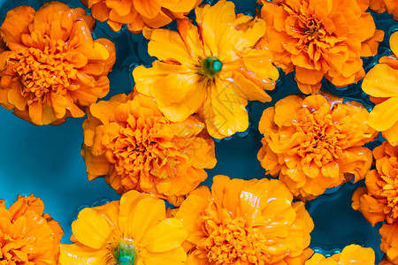 蓝色水背景上的橙色花朵平躺顶视图图片