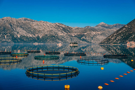 黑山的养鱼场科托尔湾的养殖场和养鱼场背景图片