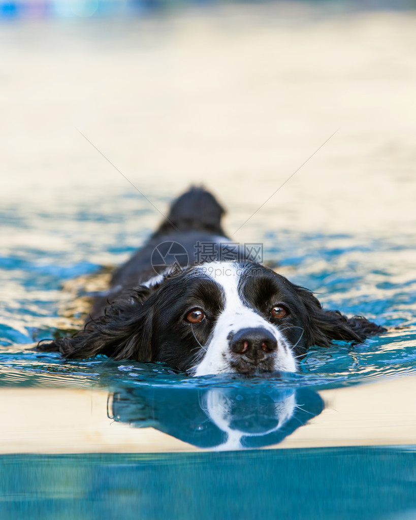 英语SpringerSpaniel狗在水中反射的图片