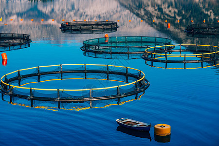 黑山的养鱼场科托尔湾的养殖场和养鱼场图片