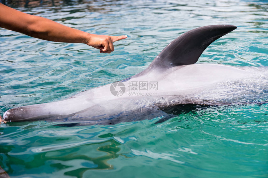 海洋生物海豚图片