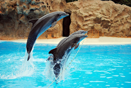 海豚跳进水池图片