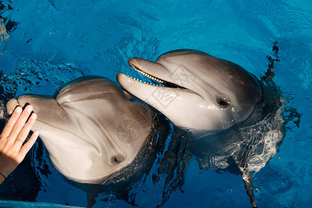蓝水中快乐笑的瓶鼻海豚肖像图片