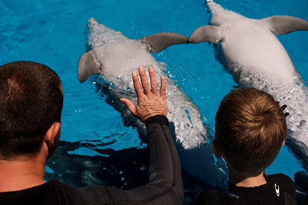 人们在蓝水中触摸瓶鼻海豚图片