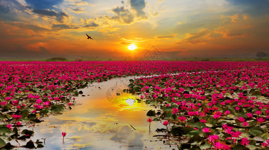 泰国阳光下的莲花图片