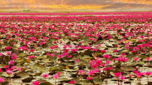 泰国阳光下的莲花图片