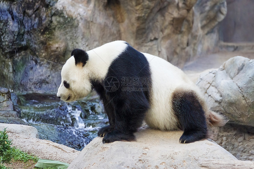 巨型熊猫Ailuropodamelanoleuca图片