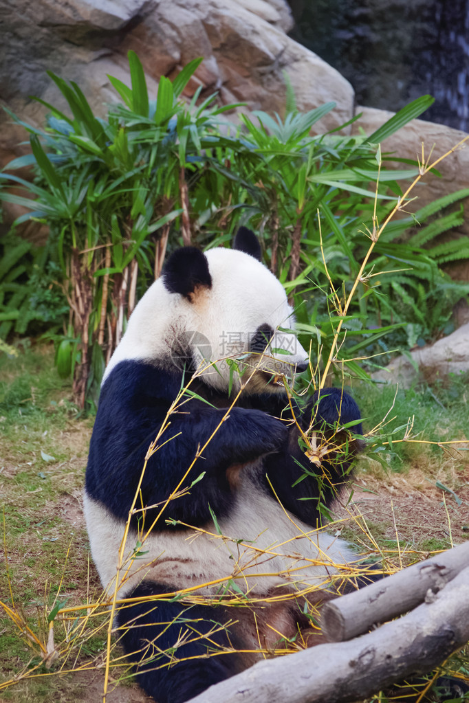 大熊猫Ailuropodamelanoleu图片