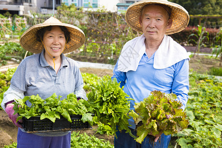 在蔬菜花园工作的年图片