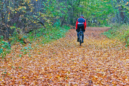 骑自行车在树叶里图片